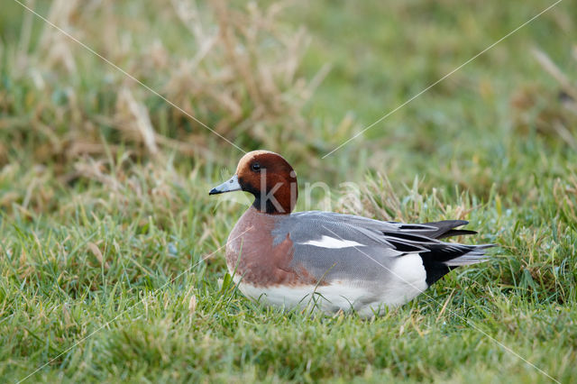 Wigeon (Anas penelope)