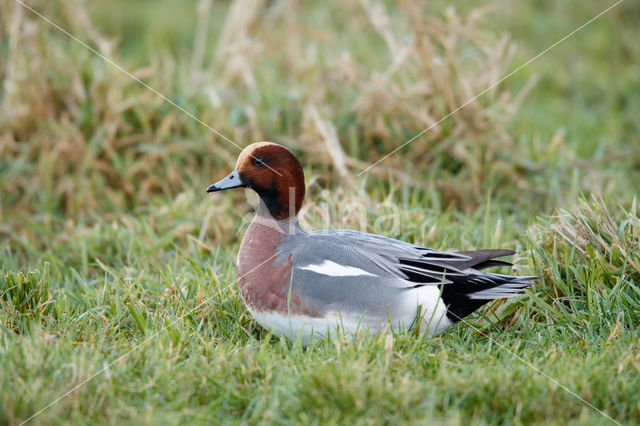 Wigeon (Anas penelope)