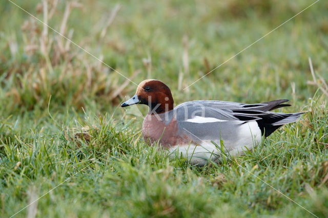 Wigeon (Anas penelope)