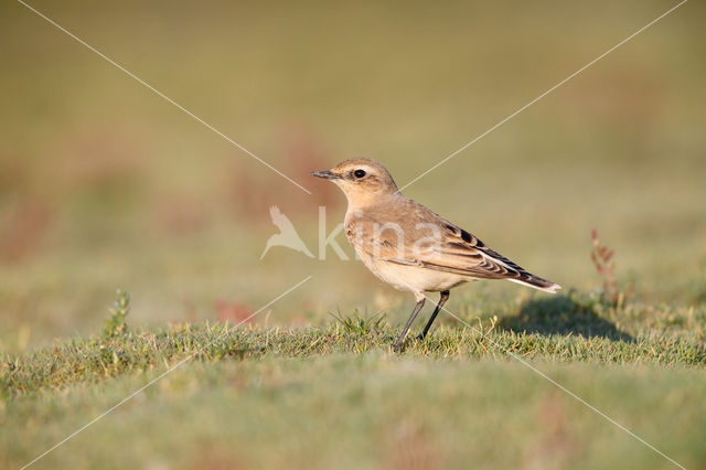 Northern Wheatear (Oenanthe oenanthe)