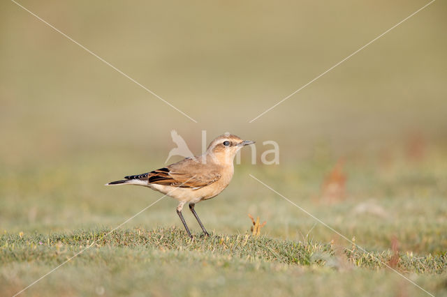 Northern Wheatear (Oenanthe oenanthe)