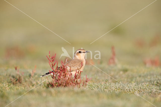 Northern Wheatear (Oenanthe oenanthe)