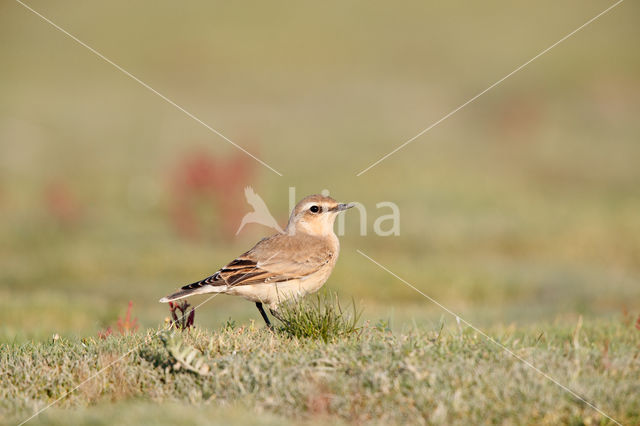 Northern Wheatear (Oenanthe oenanthe)