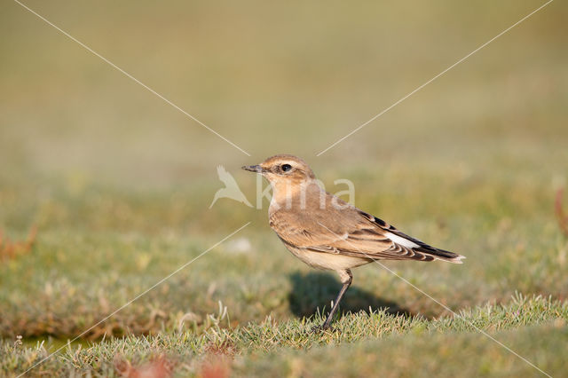 Northern Wheatear (Oenanthe oenanthe)