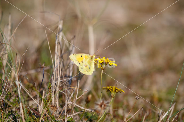 Oranje luzernevlinder (Colias croceus)