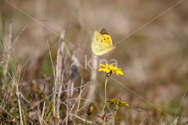 Oranje luzernevlinder (Colias croceus)