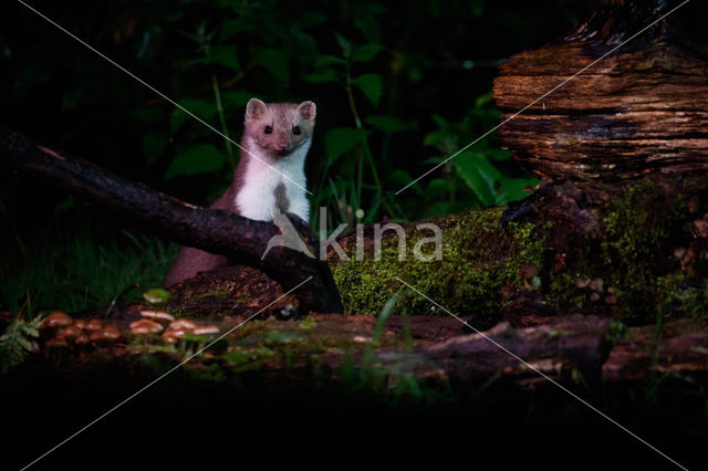 Beech Marten (Martes foina)