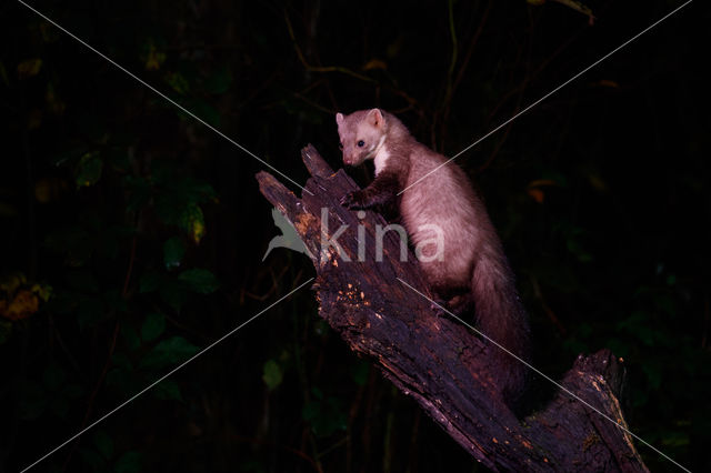 Beech Marten (Martes foina)