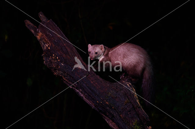 Beech Marten (Martes foina)