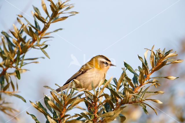 Vuurgoudhaantje (Regulus ignicapillus)