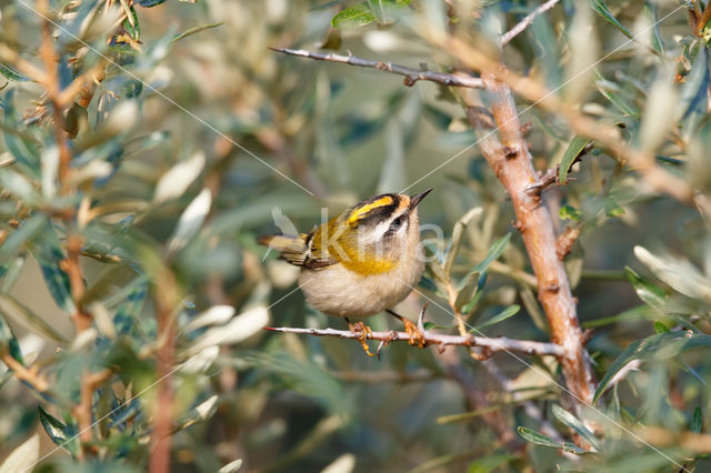 Vuurgoudhaantje (Regulus ignicapillus)