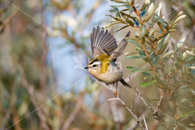 Vuurgoudhaantje (Regulus ignicapillus)