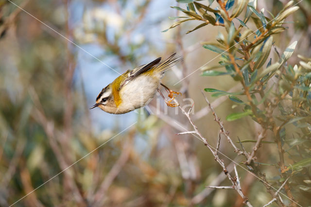 Vuurgoudhaantje (Regulus ignicapillus)