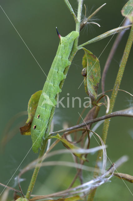 Elephant Hawk-moth (Deilephila elpenor)