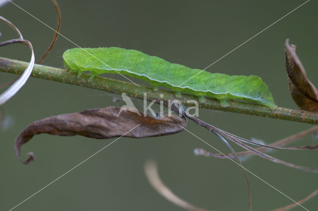 Levervlek (Euplexia lucipara)