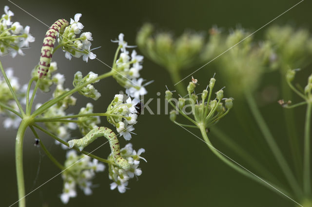 Eupithecia extraversaria