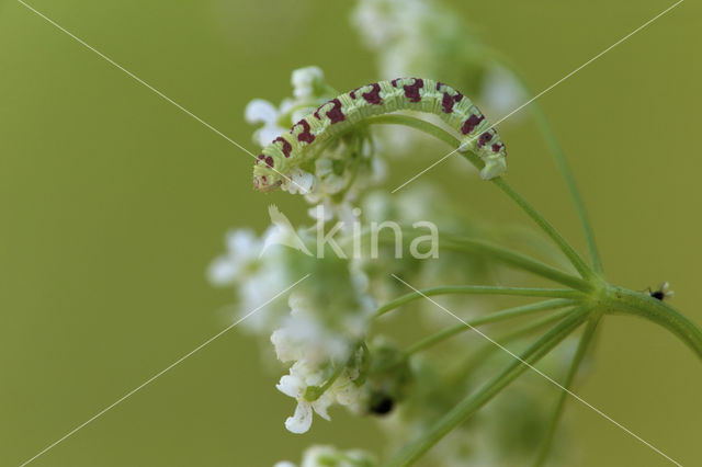 Eupithecia extraversaria