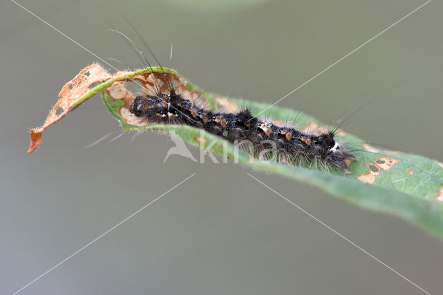 Geel beertje (Eilema sororcula)