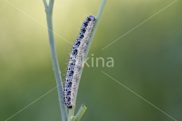 Groot koolwitje (Pieris brassicae)