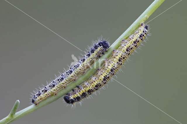 Groot koolwitje (Pieris brassicae)