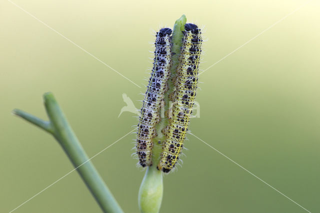 Groot koolwitje (Pieris brassicae)