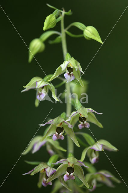 Brede wespenorchis (Epipactis helleborine)