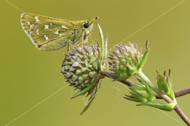 Silver-spotted Skipper (Hesperia comma)