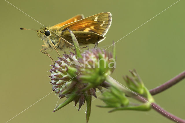 Silver-spotted Skipper (Hesperia comma)