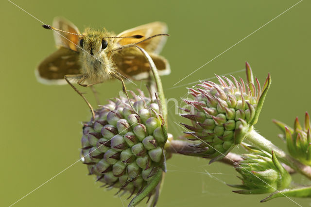 Silver-spotted Skipper (Hesperia comma)