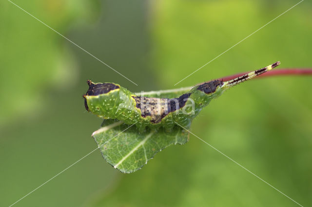 Wilgenhermelijnvlinder (Furcula bifida)