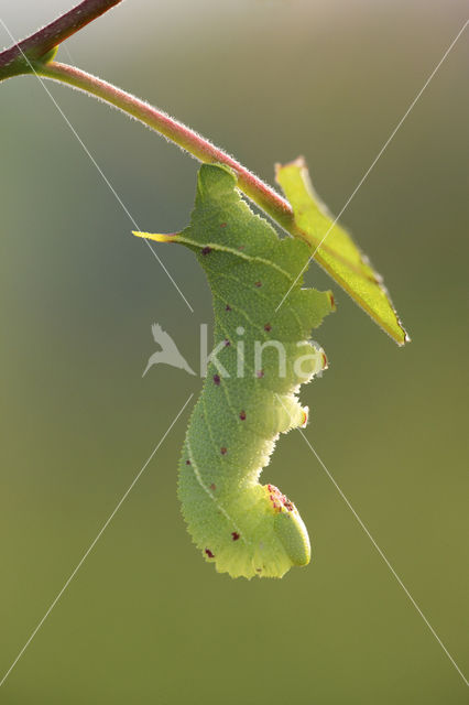 Poplar Hawk-moth (Laothoe populi)