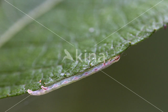 Common Wave (Cabera exanthemata)