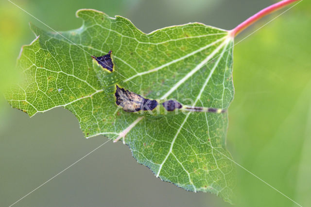 Wilgenhermelijnvlinder (Furcula bifida)