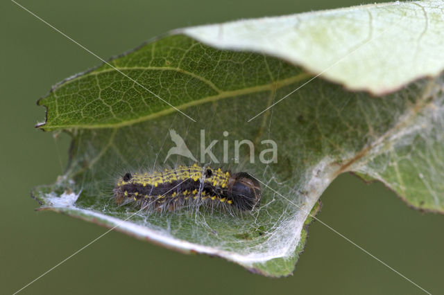 Donkere wapendrager (Clostera pigra)