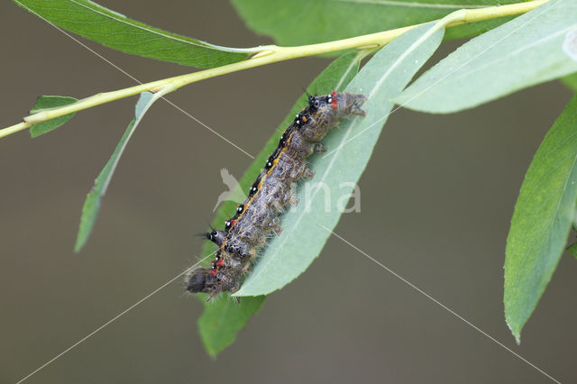 Roestbruine wapendrager (Clostera anastomosis)