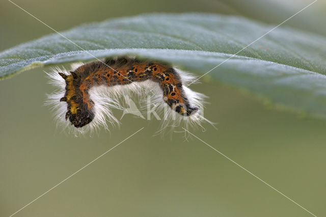 Wapendrager (Phalera bucephala)