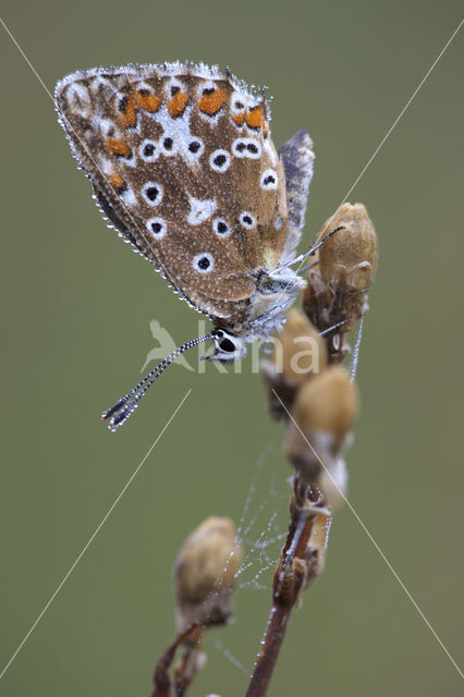 Chalk Hill Blue (Polyommatus coridon)