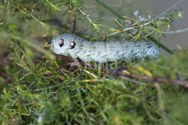 Small Elephant Hawk-moth (Deilephila porcellus)