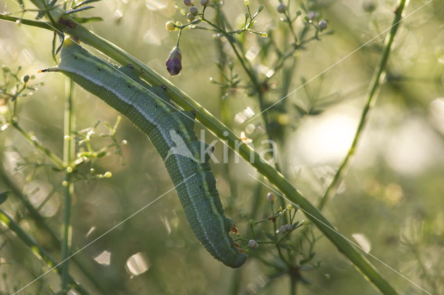 Humming-bird Hawk-moth (Macroglossum stellatarum)