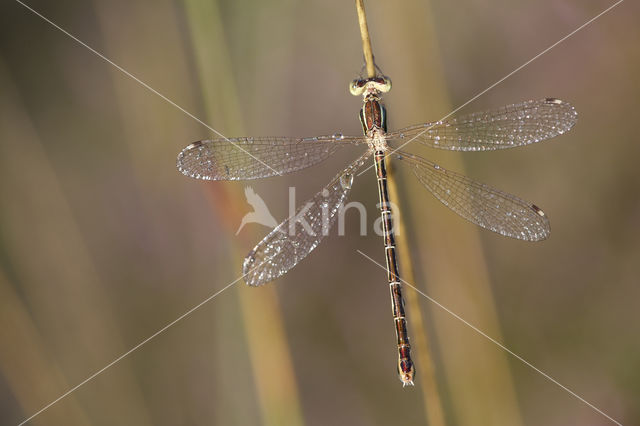 Shy Emerald Damselfly (Lestes barbarus)