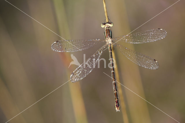 Zwervende pantserjuffer (Lestes barbarus)