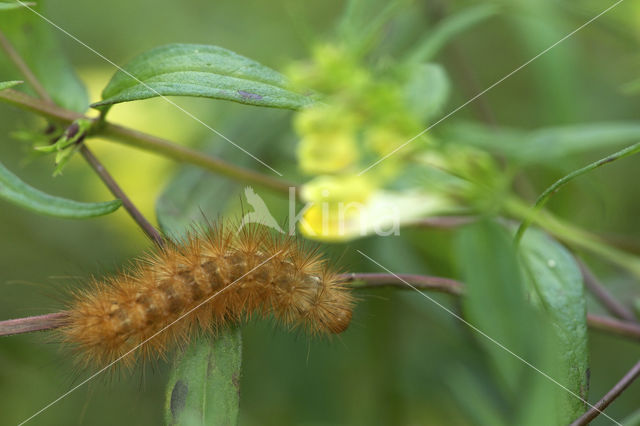 Gele tijger (Spilosoma lutea)