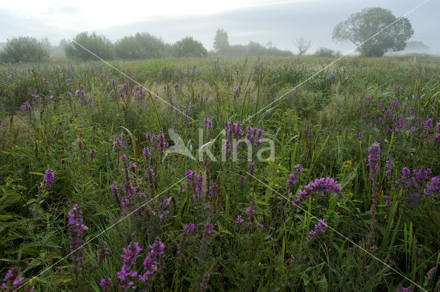 Gewone kattenstaart (Lythrum salicaria)