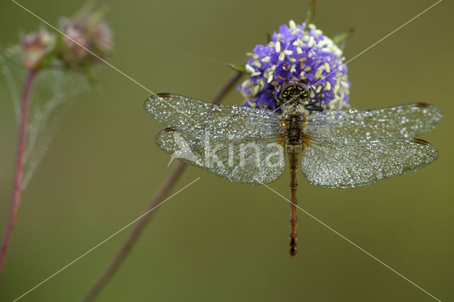 Bloedrode heidelibel (Sympetrum sanguineum)