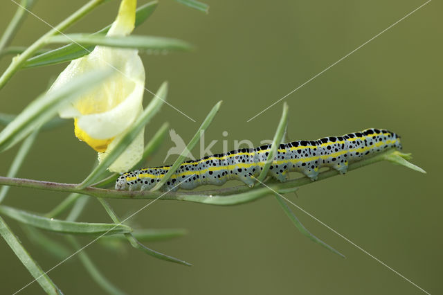 Vlasbekuiltje (Calophasia lunula)