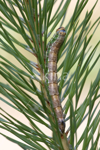 Pine Hawk-moth (Hyloicus pinastri)