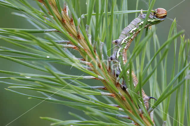 Dennenpijlstaart (Hyloicus pinastri)