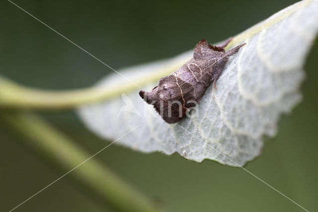 Donkere wapendrager (Clostera pigra)