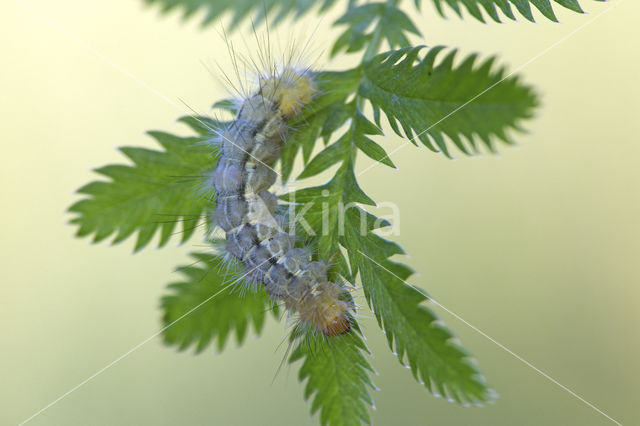 Gele tijger (Spilosoma lutea)