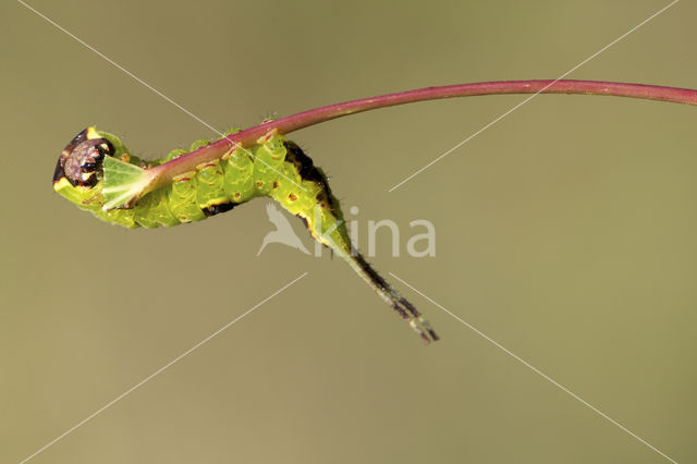 Wilgenhermelijnvlinder (Furcula bifida)